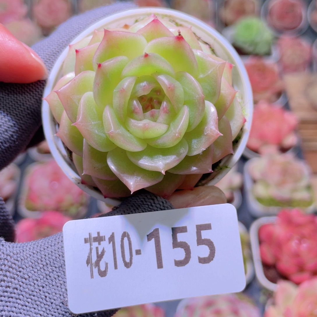 花利美 10-155福利珍妮