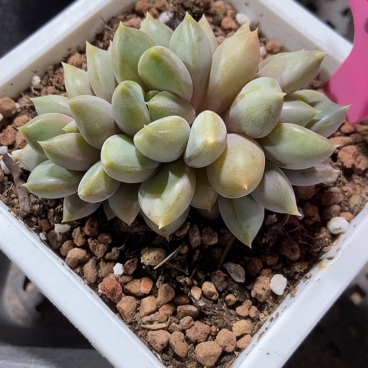 多肉植物红象牙49