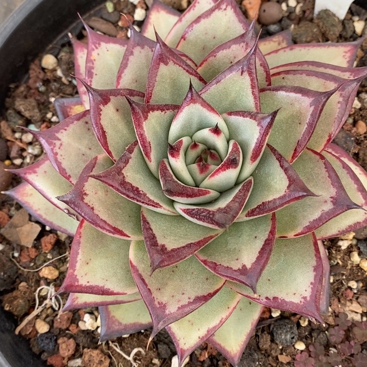 D345- 直播福利 乌木