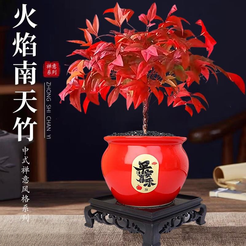 大盆火焰南天竹盆栽四季观叶耐寒耐热室内外好养活绿植摆件