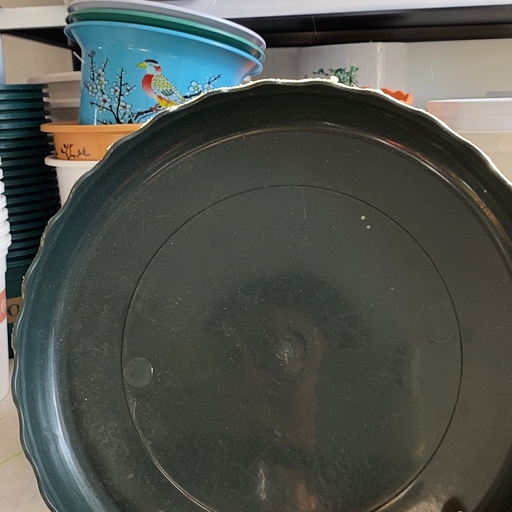 绿色托盘200（10个