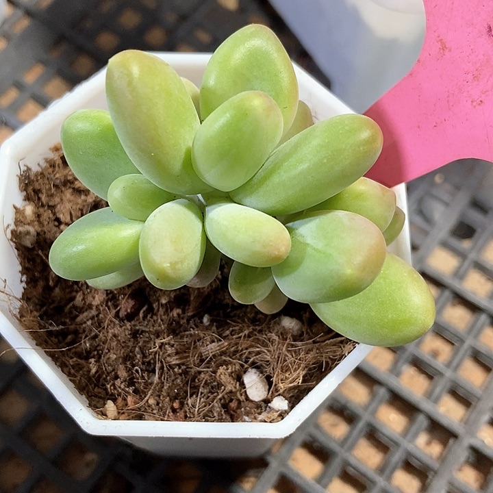 多肉植物芒果奶103