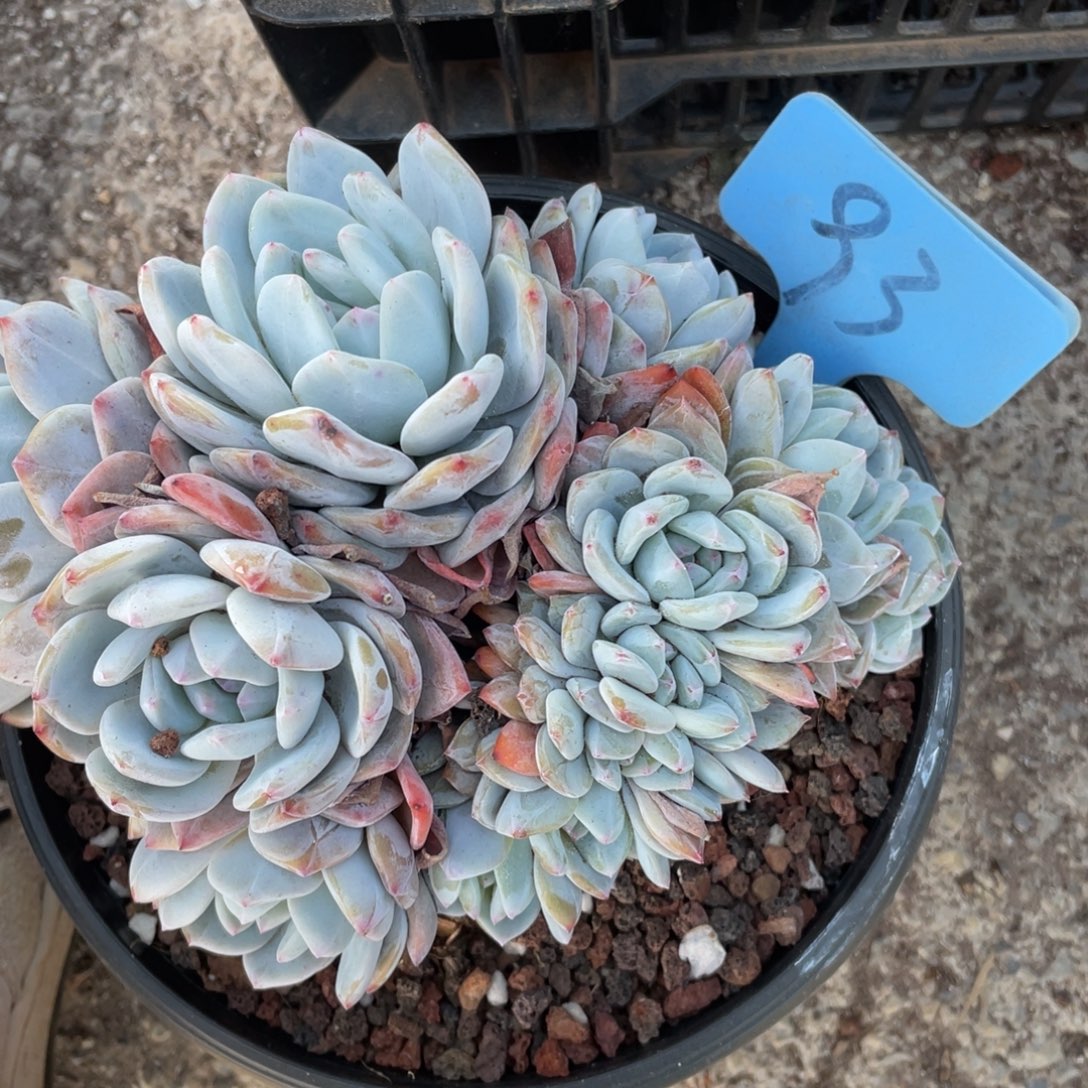 满***肉星影多头群生93号