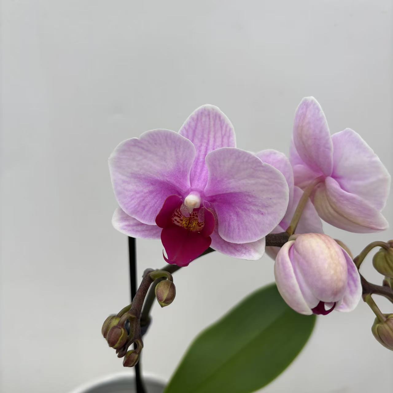 欢然花田蝴蝶兰（宝贝）单梗