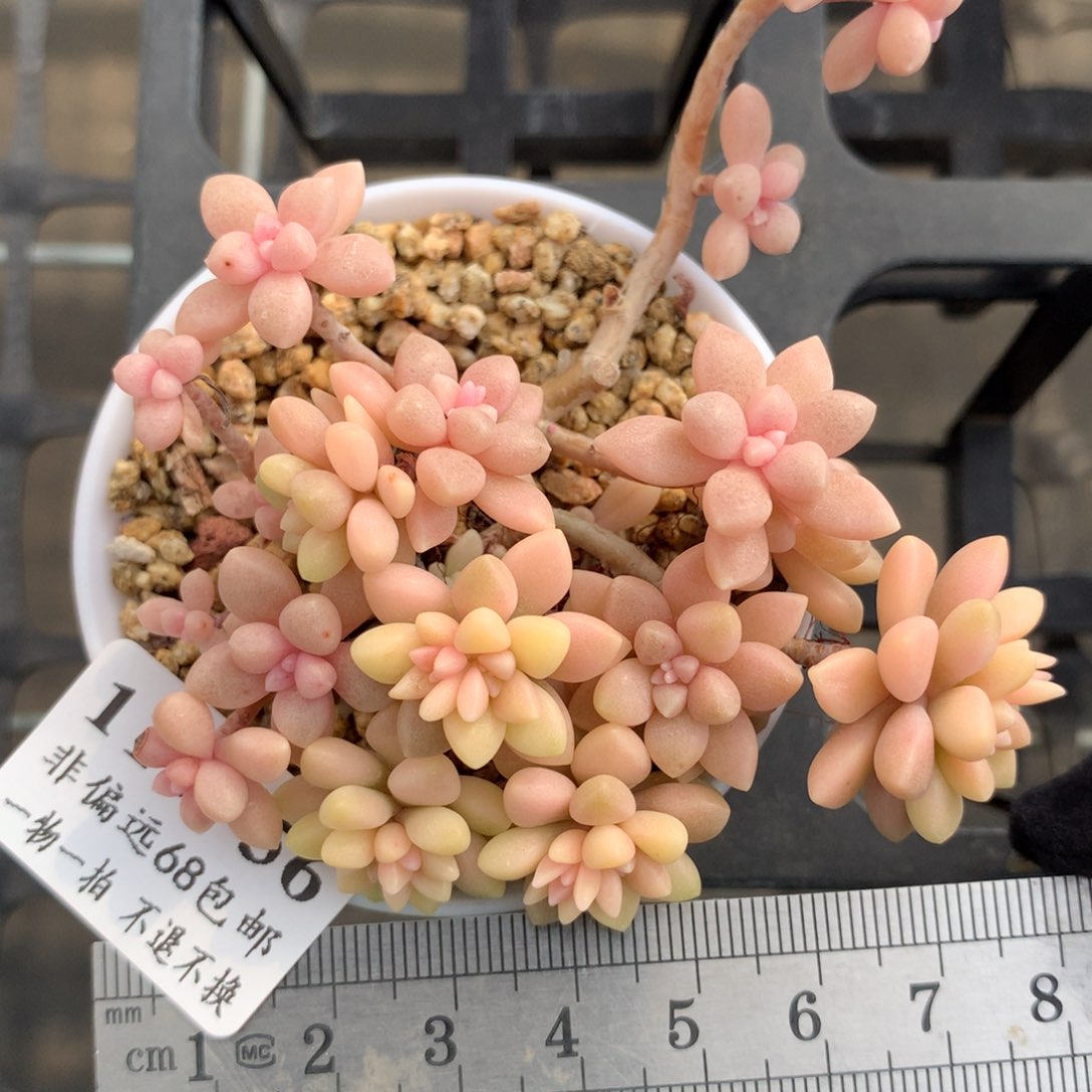 56。丸叶姬秋丽锦。