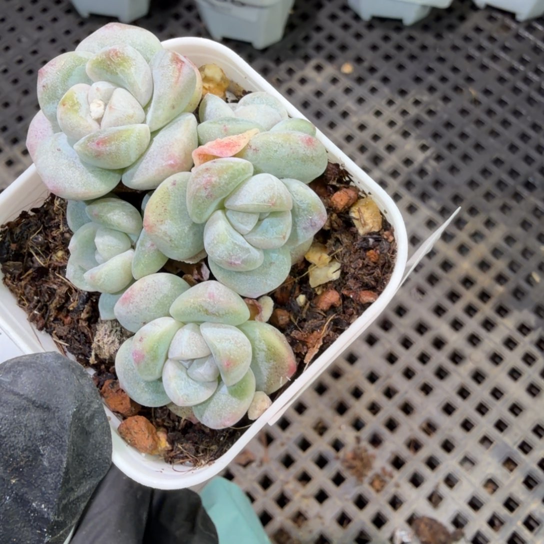 168 号江北多肉到手1框