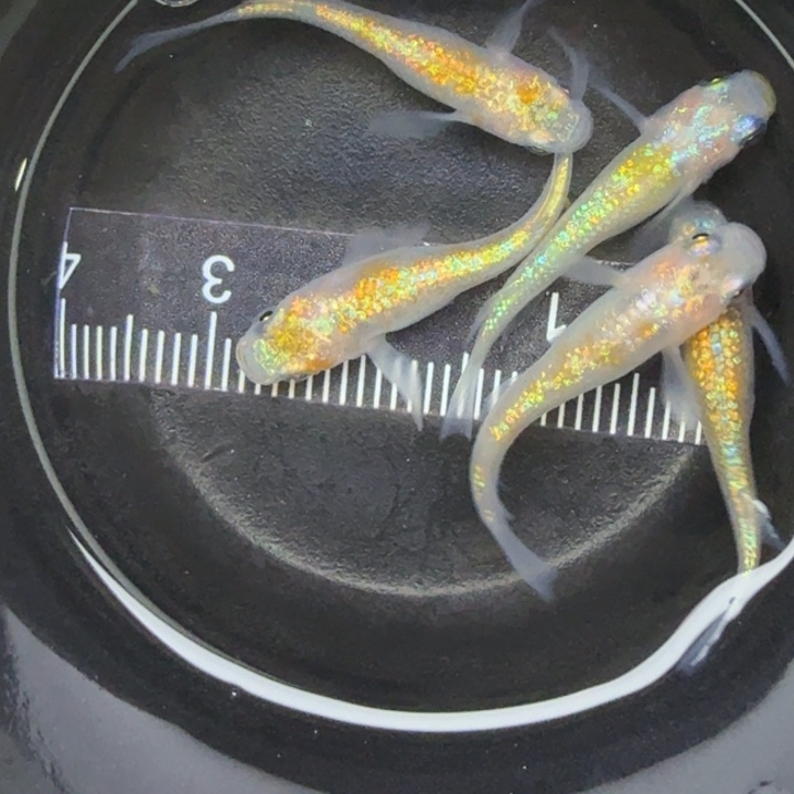 青鳉鱼克拉斯1号青鳉