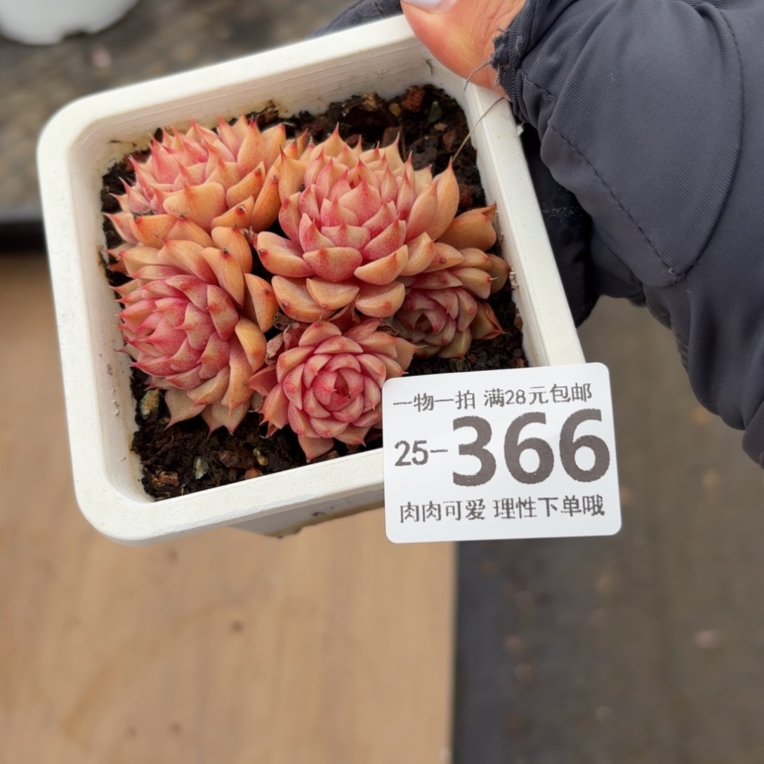 笨吧无盆土发货无