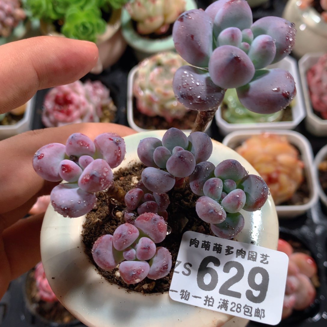 5CM拇指盆精控多肉ZS629