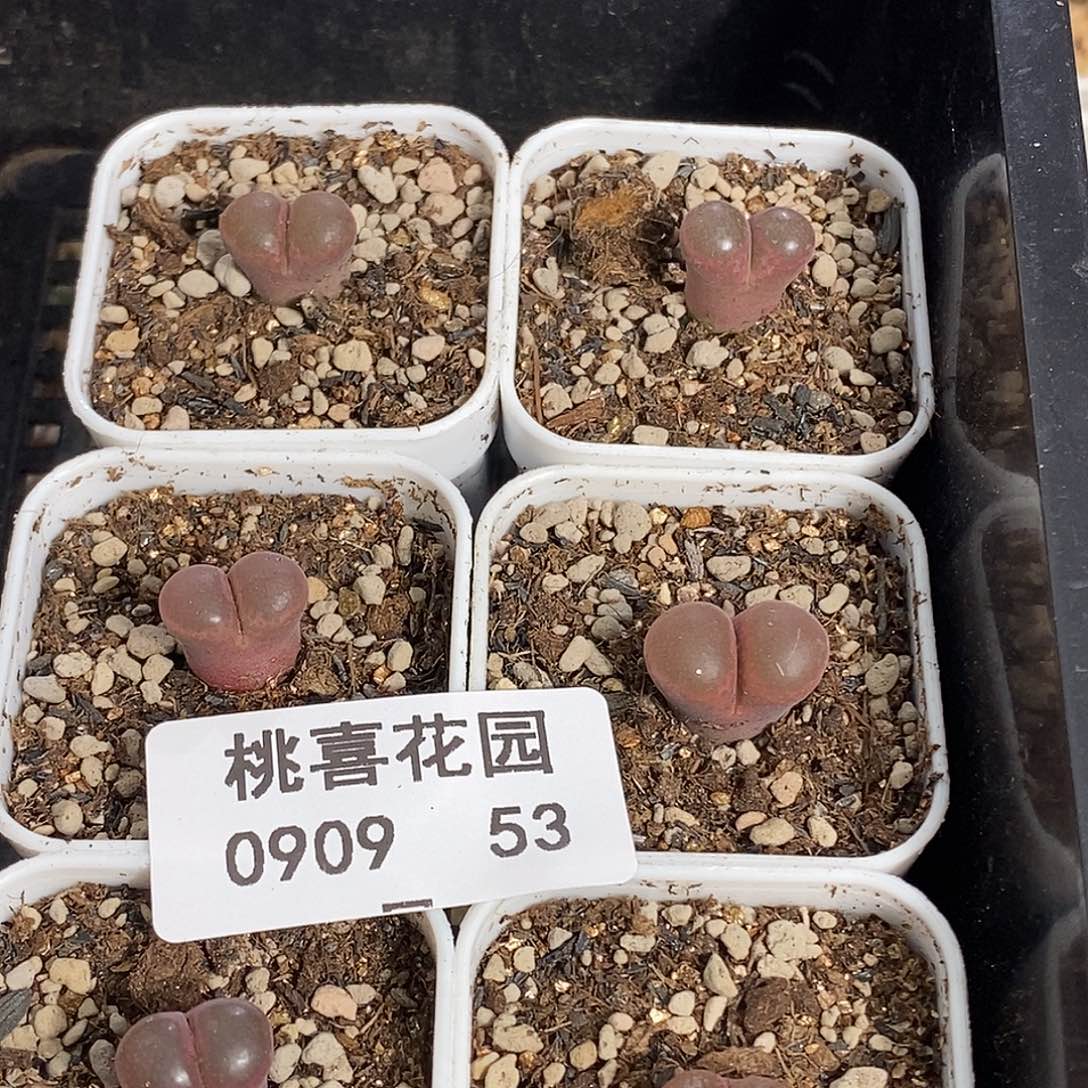 0909-53-风铃打包。 