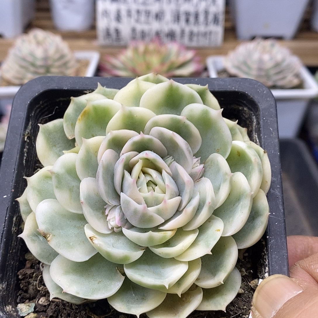 01117 昂斯诺锦多肉