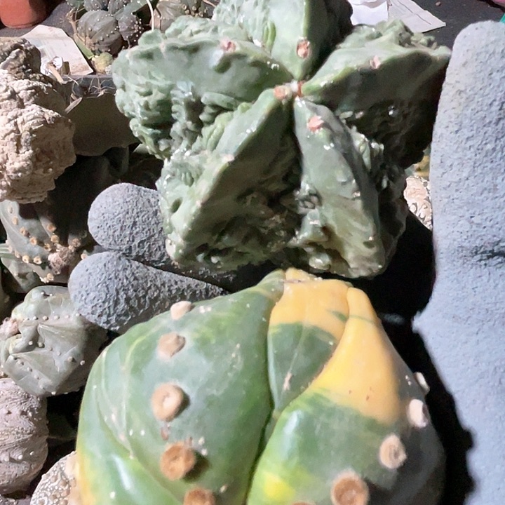 完全开放瞅**地兜兜核桃2