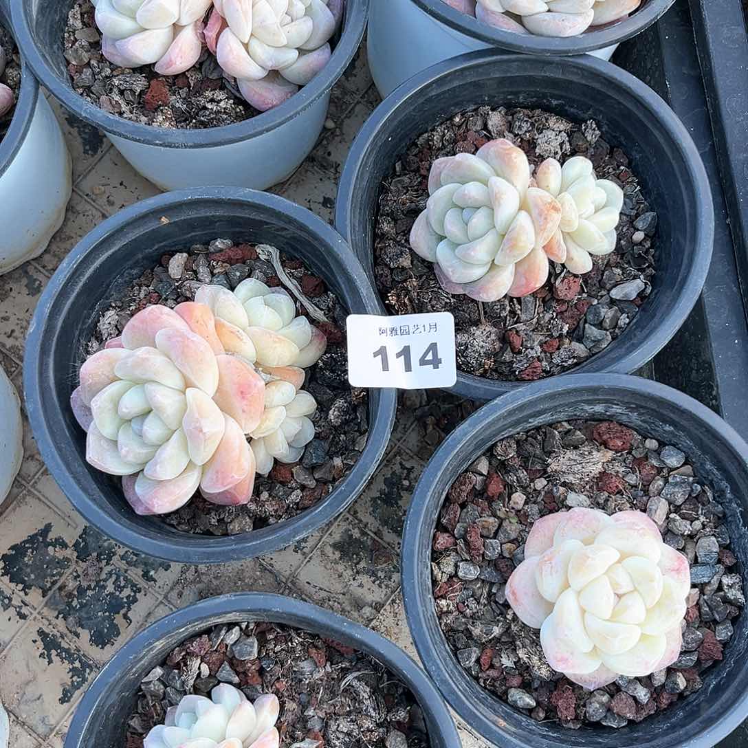 阿雅园艺。        脱土发货114