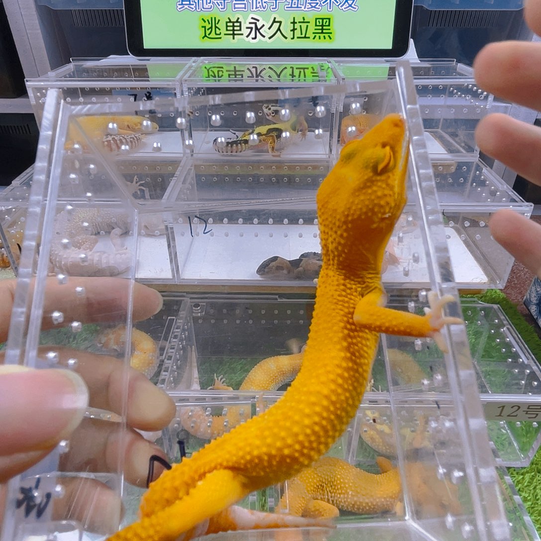 豹纹守宫守宫可爱迷人好看温顺