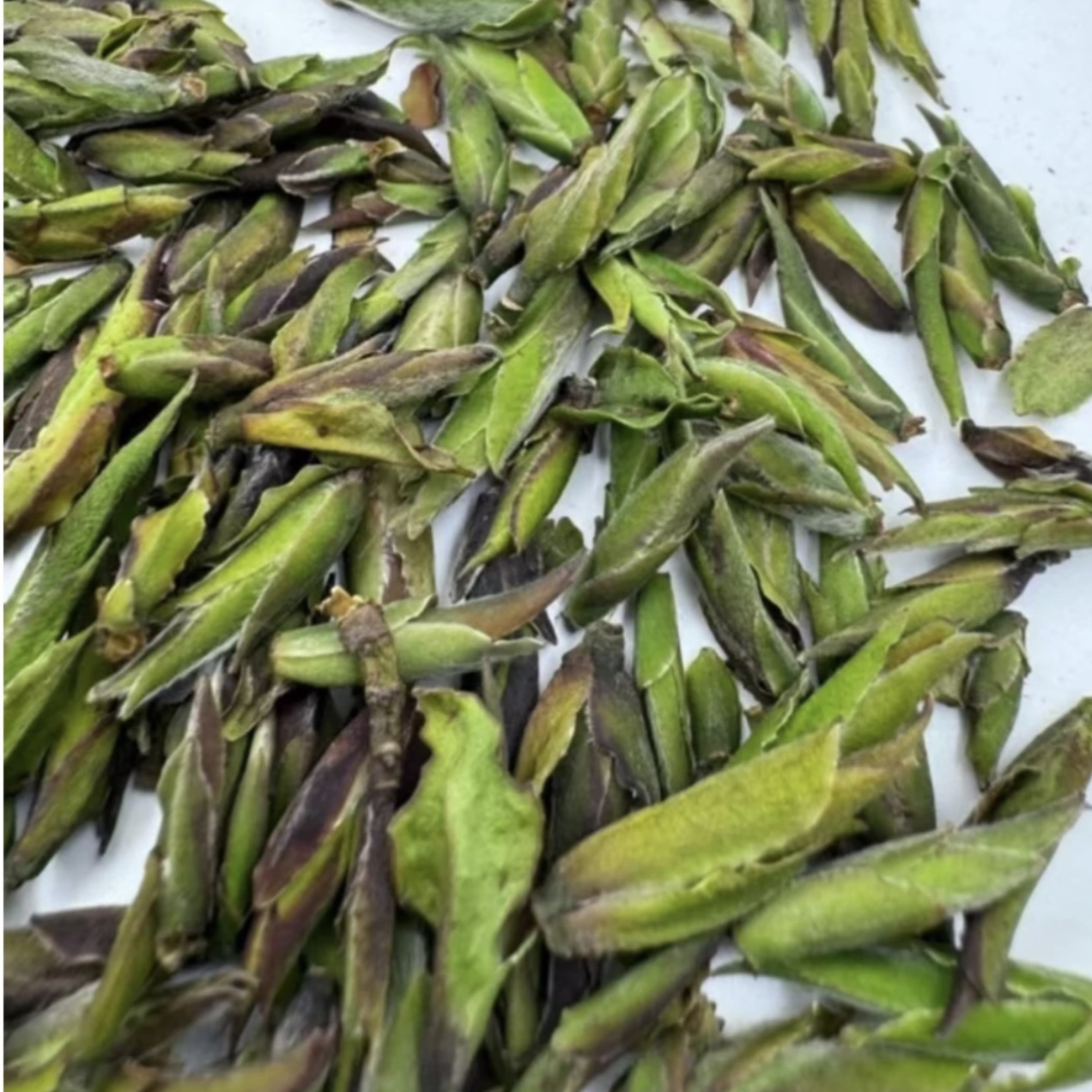 云南25野茶尖《野茶芽苞》