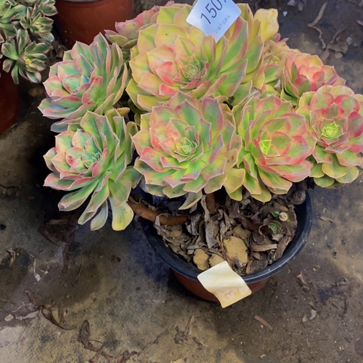 雨荷多肉断头不包1507