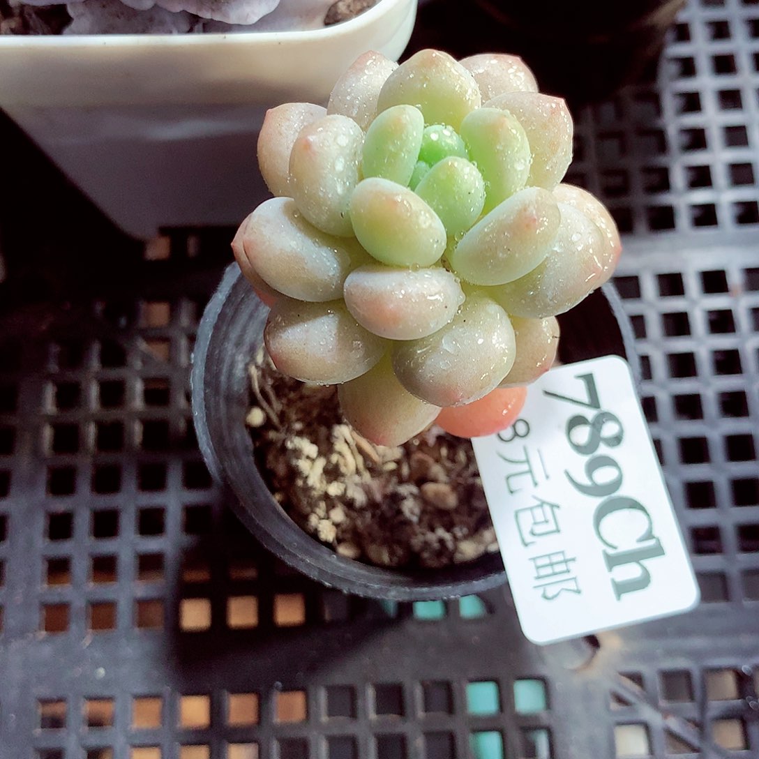 5厘米盆精控多肉789