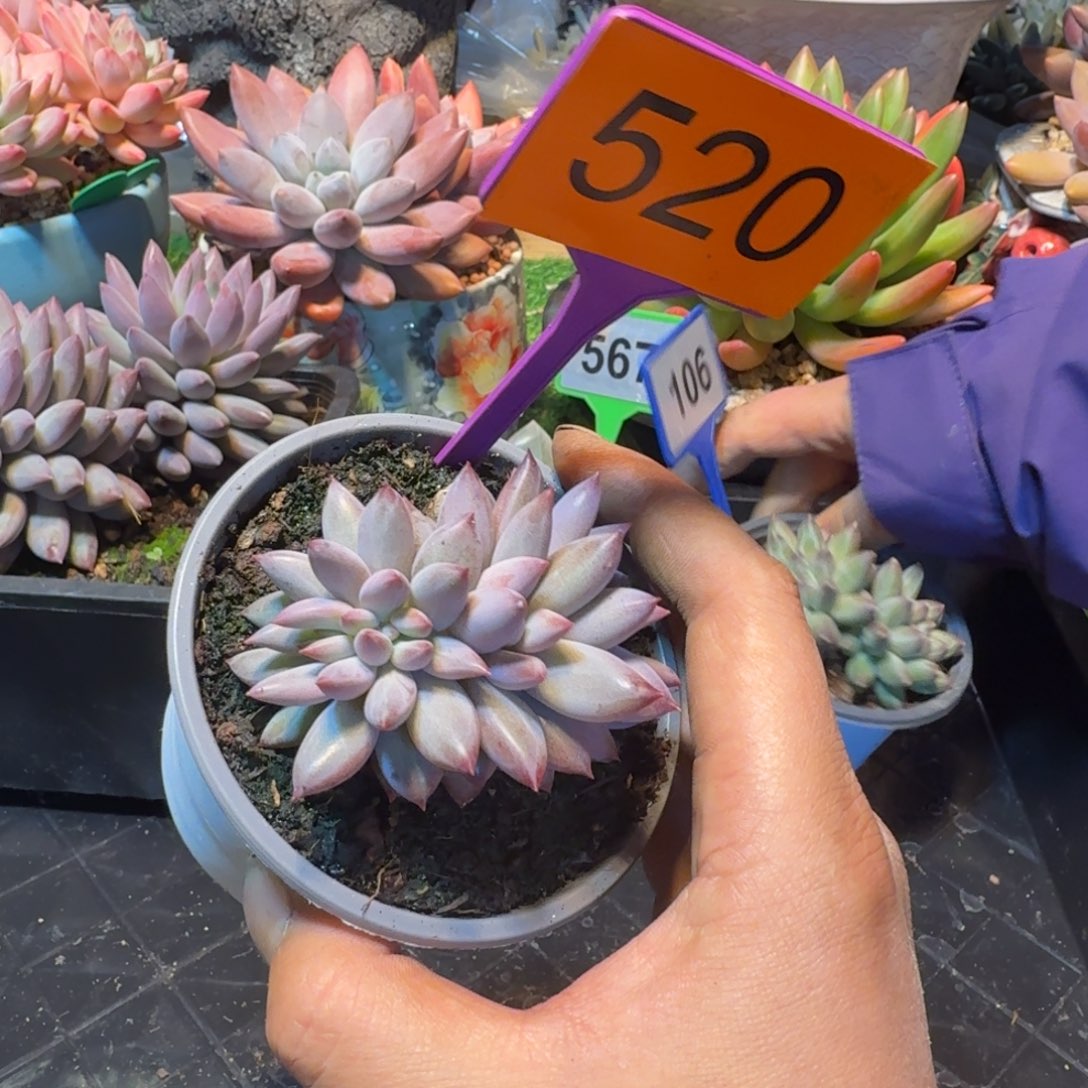 多肉植物虞美人缀520