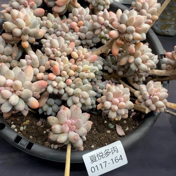 夏悦多肉0117-164婴儿手指