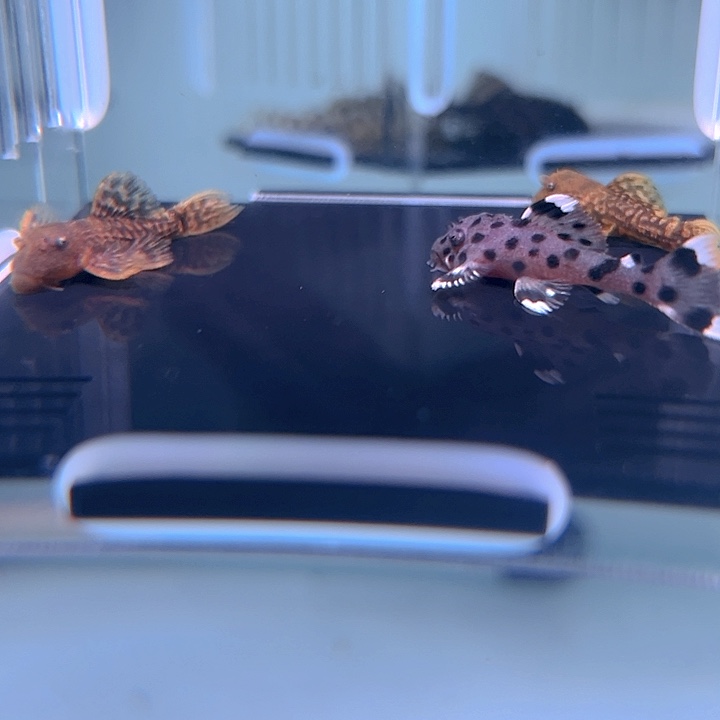 清道夫鱼12-019瑕疵3条尺寸3-3.5