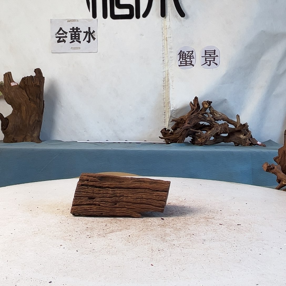 动*户沉木造景寄居蟹造景