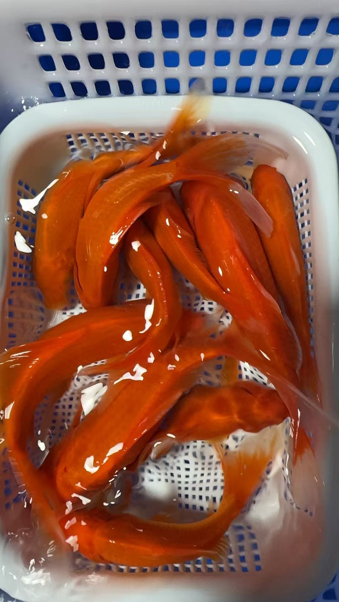 【十全十美8-10cm红草金10条】精品冷水淡水好养耐火草金鱼渔场直发