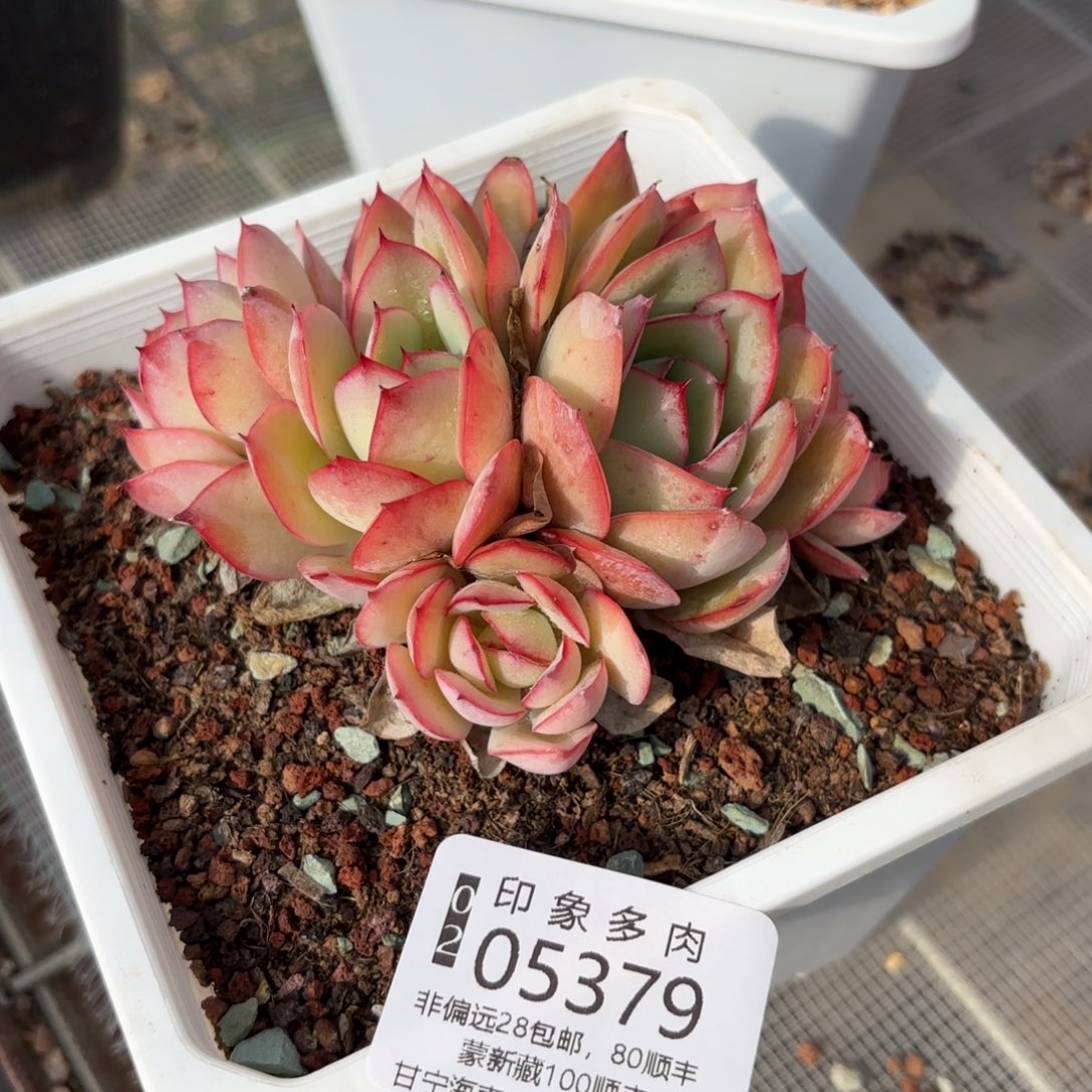 多肉植物05379fhhg