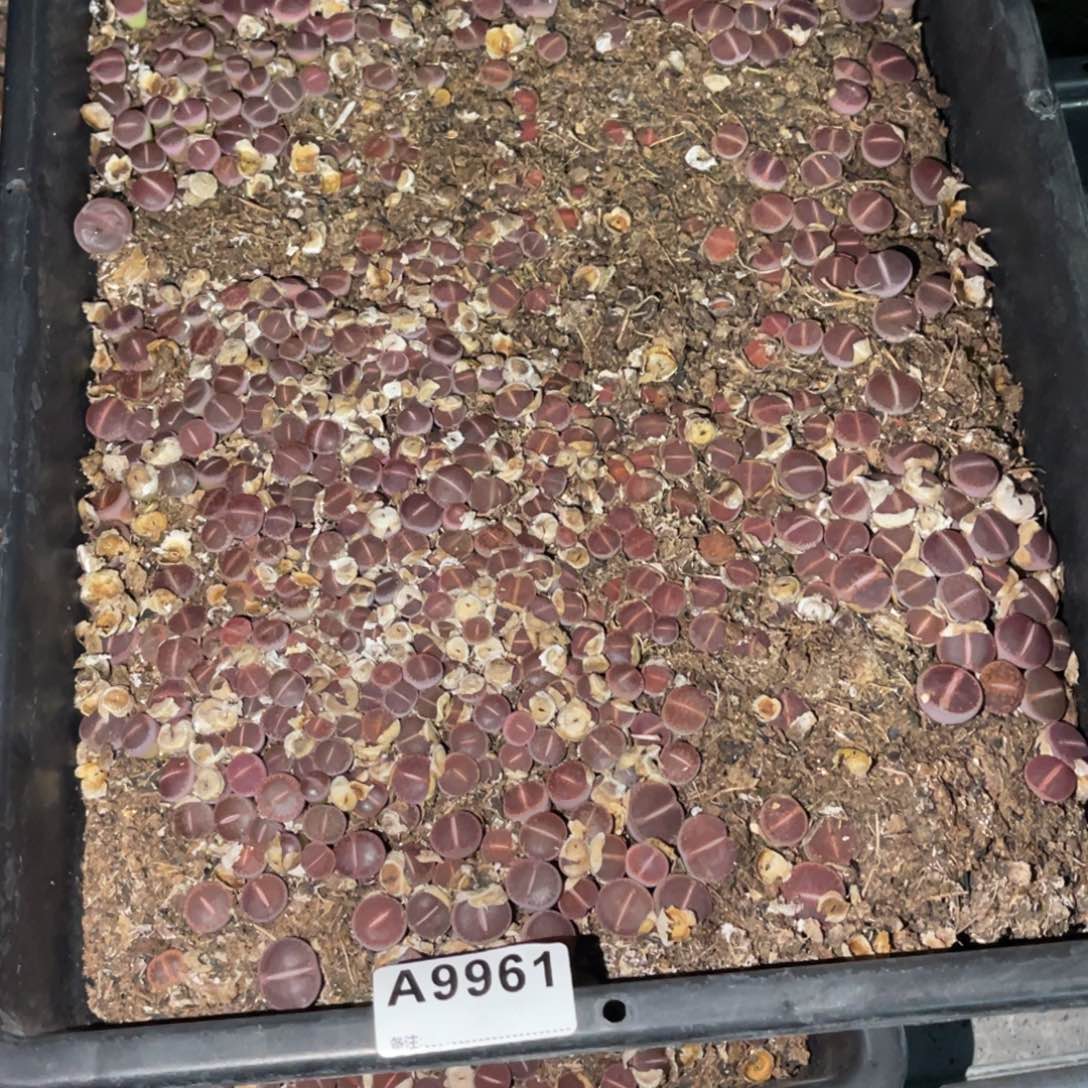 西***棚9961福利筐1不售后