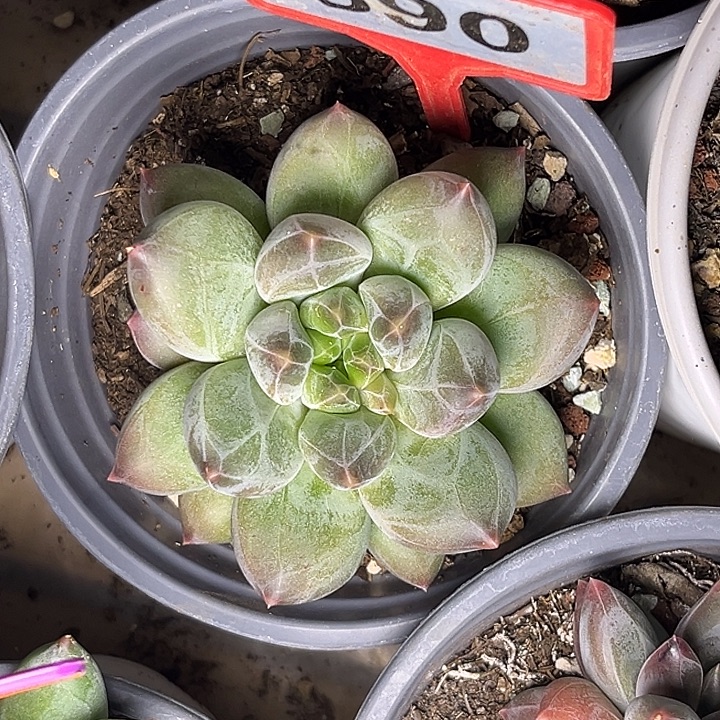 用***寒多肉植物重楼单690