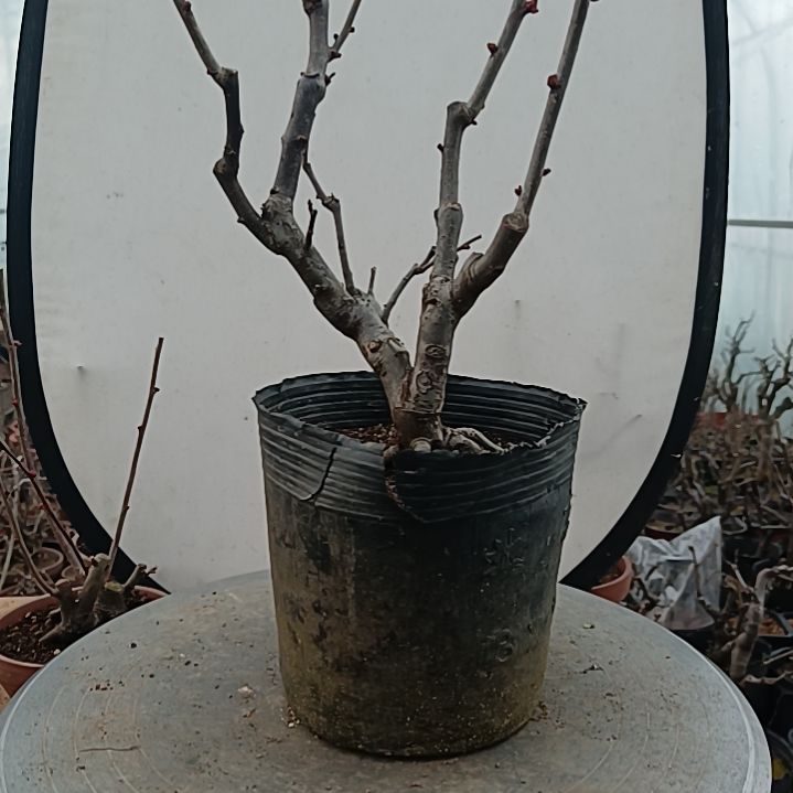 当前无花朵，栽培后可花朵