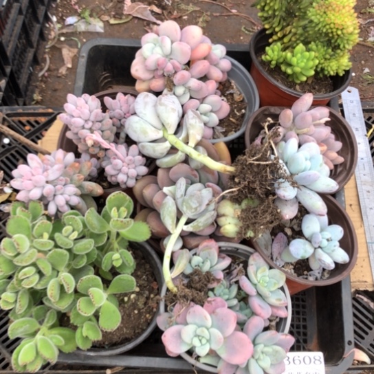 3608。框拍，微瑕，介意慎拍