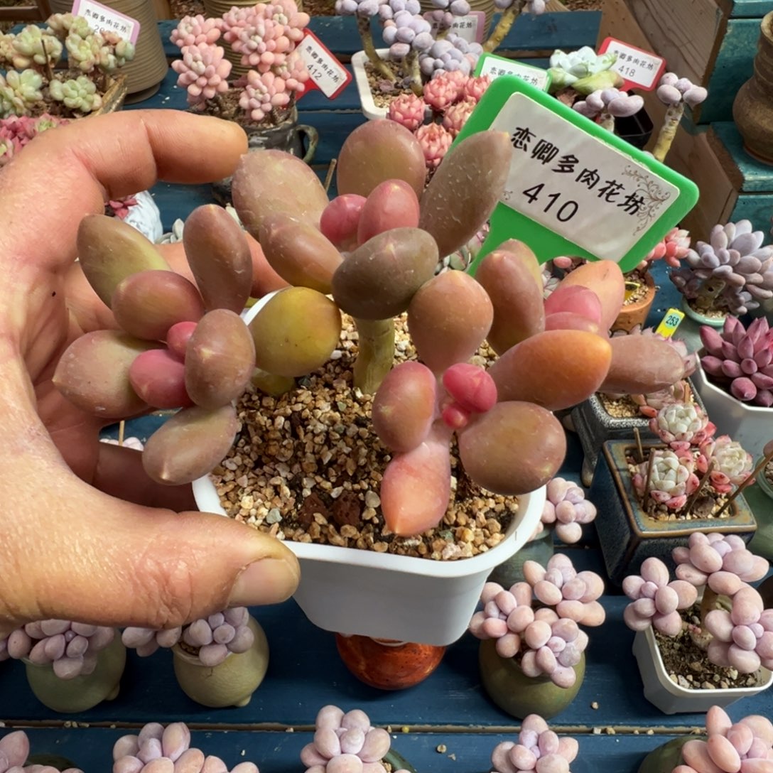 410号芒果奶老桩无砍