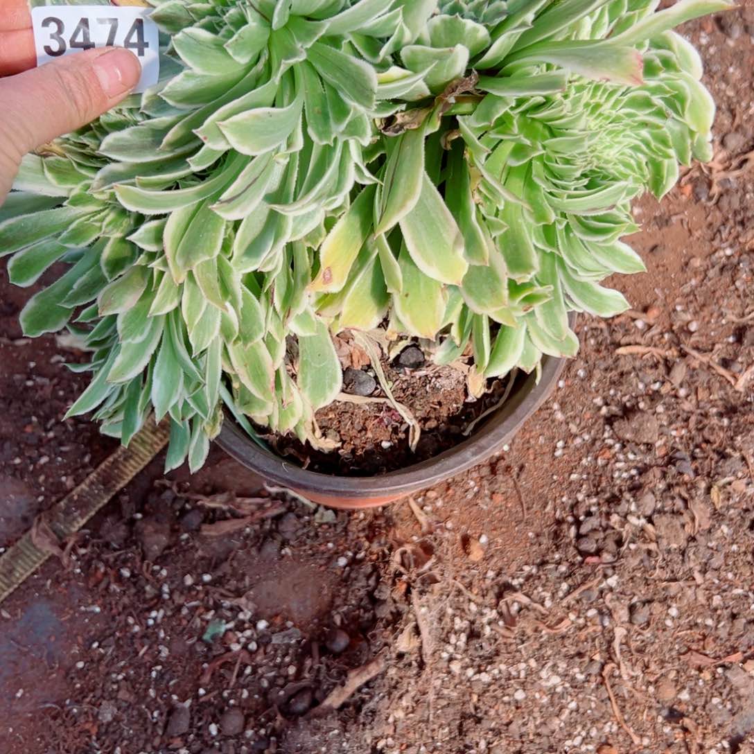 我3474 号多肉法师新年福利
