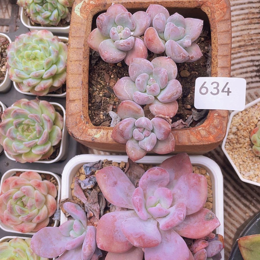 634。奥花。