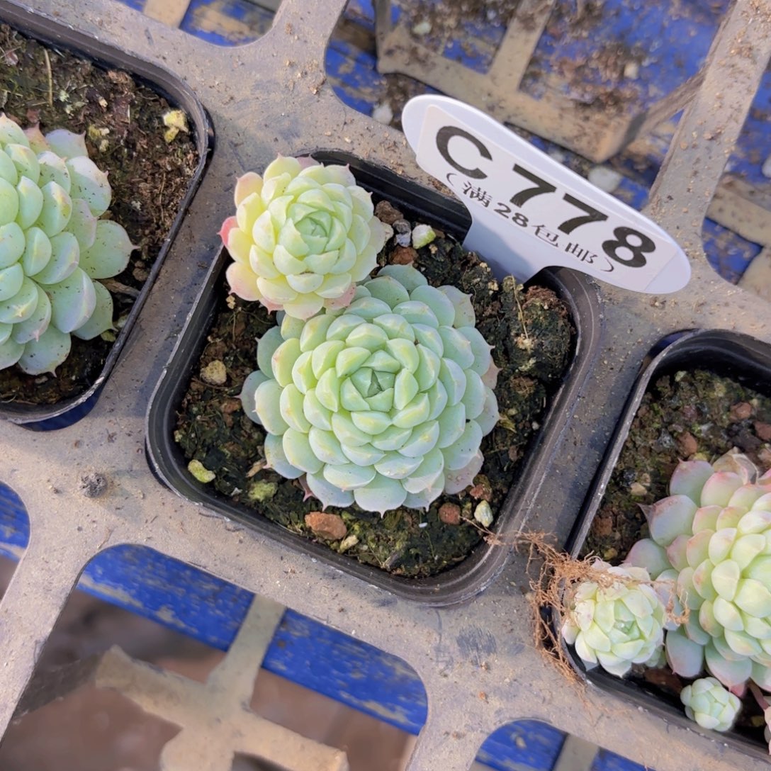 C778羊脂球一物一拍