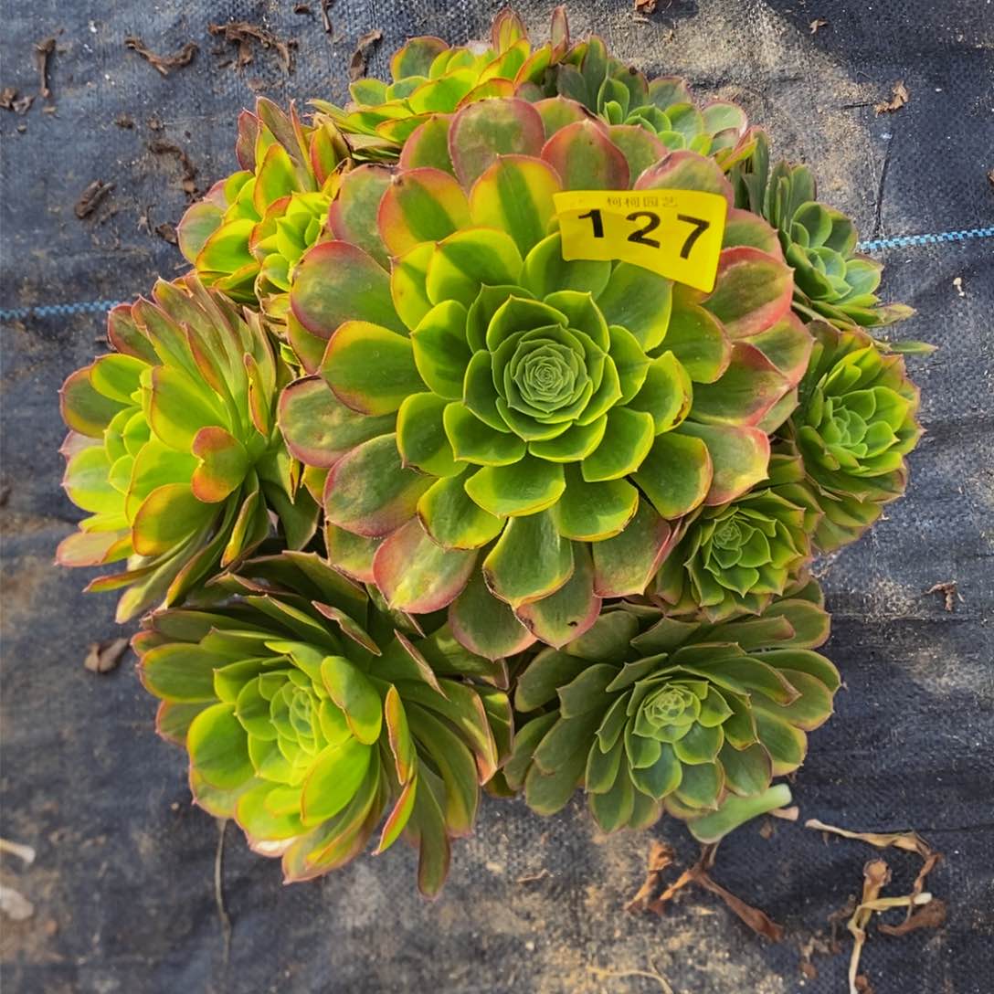 玉多肉0000127奶白锦