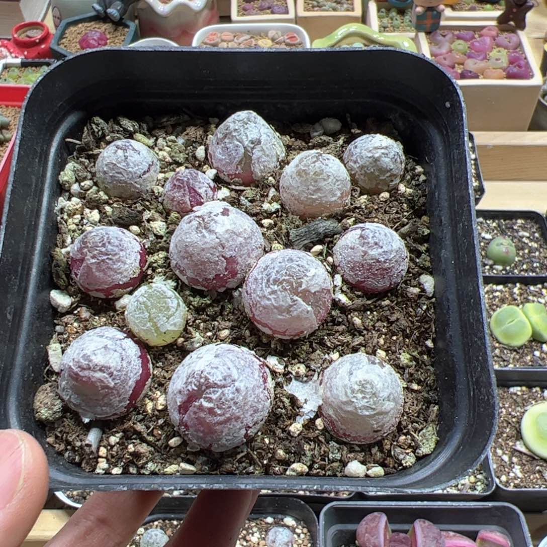 【闪购商品】185 灯泡带盆发货