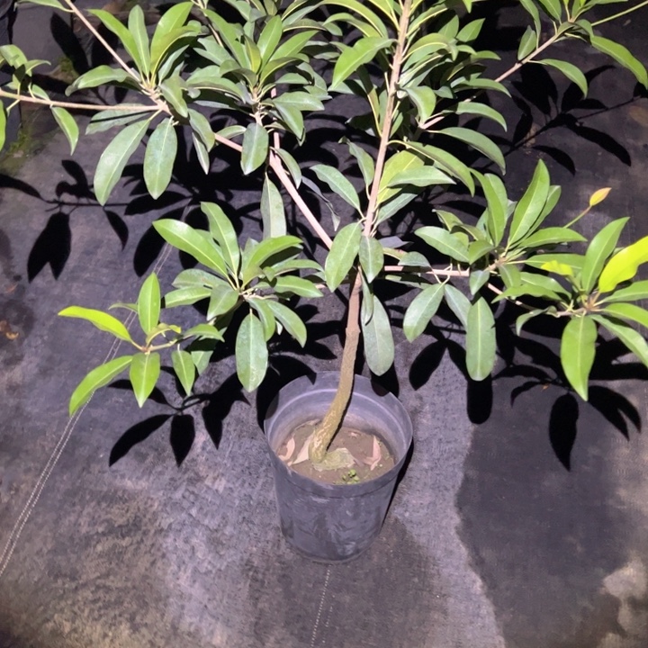 1***4金钻凤梨37036955966997