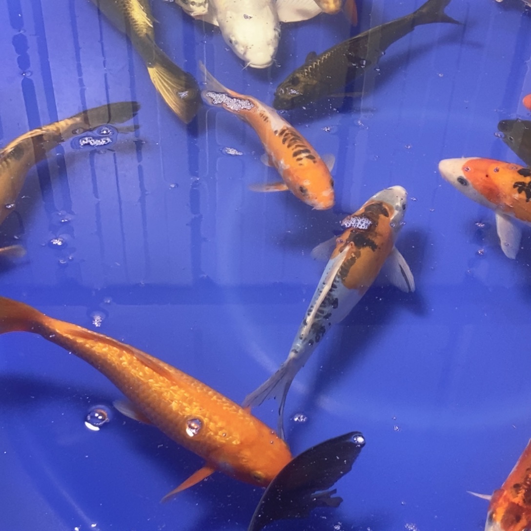 锦鲤锦鲤血统红白大正三色