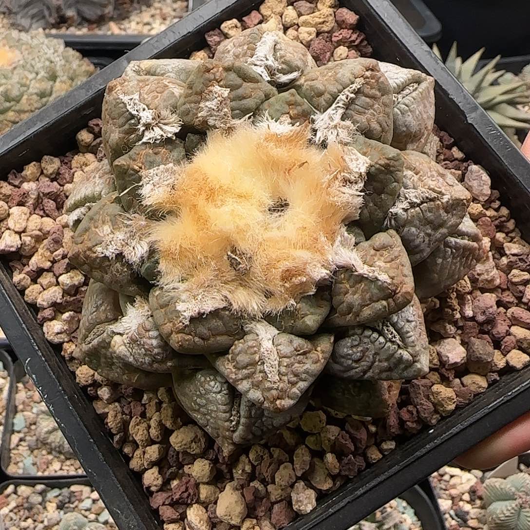 连山仙人球111111111111111