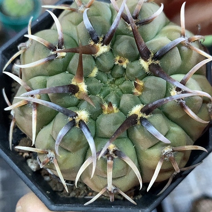 孤品实生优选粗刺猫爪怪龙丸福利