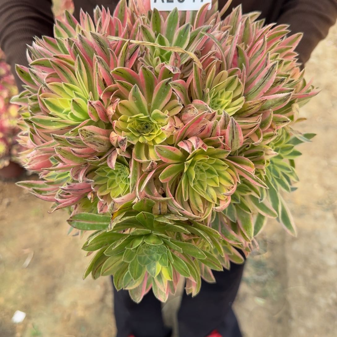 2847夕颜。多肉植物