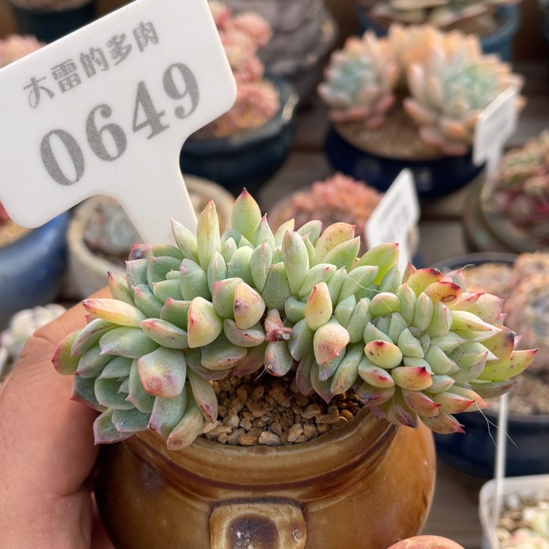 0649莎莎不带盆9厘米