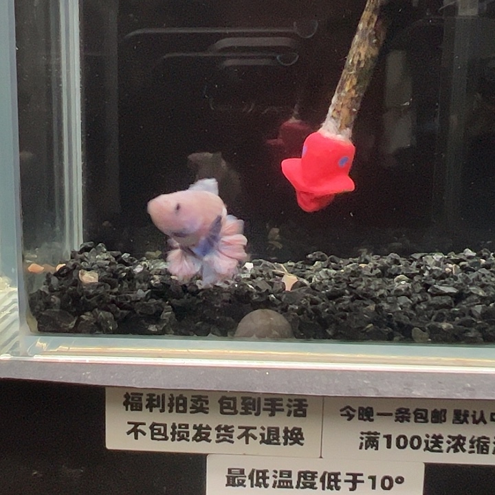 斗鱼跑单拉黑6日8