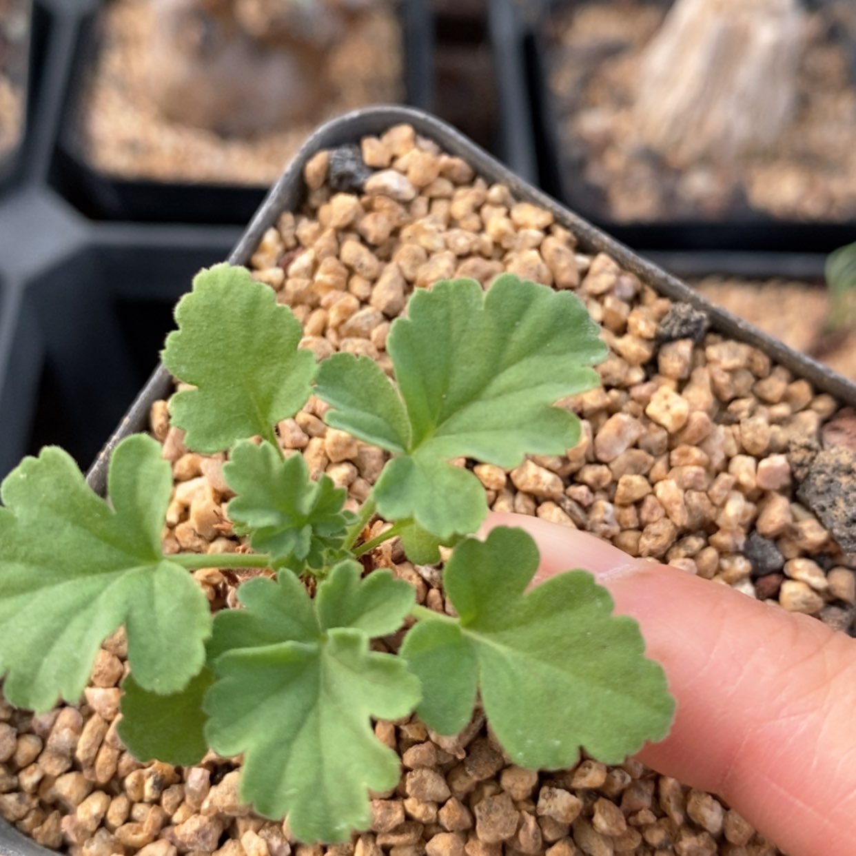 【闪购商品】松果洋葵