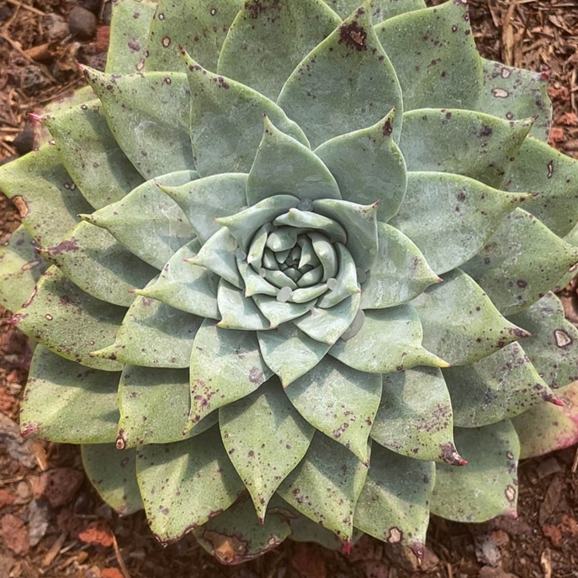 【闪购商品】苹果叶雪山