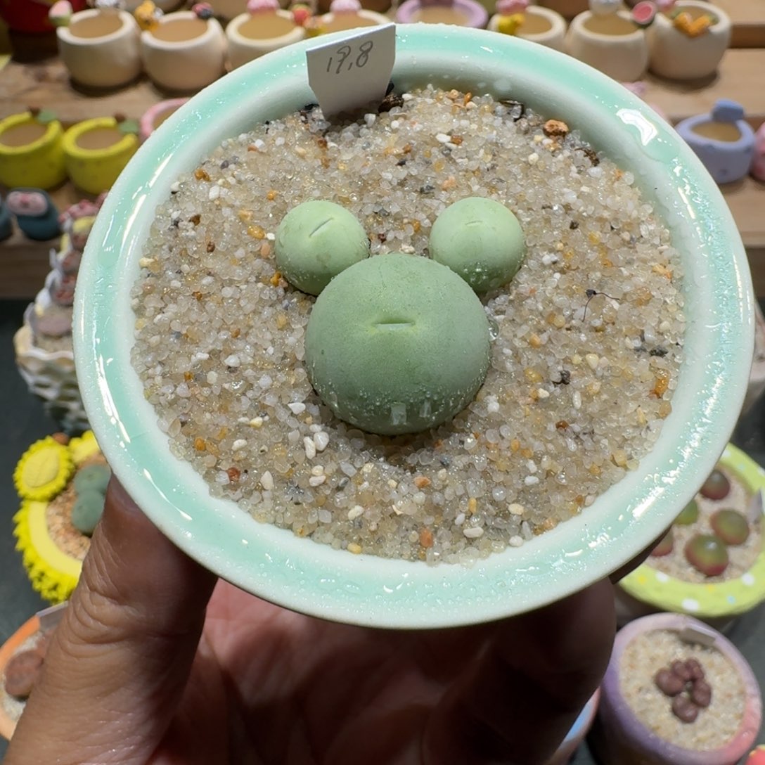 蘑菇1317鸽子蛋多肉植物