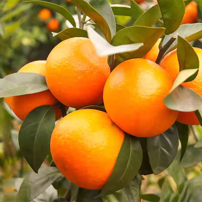 广西武鸣沃柑毛重5kg顺丰包邮次日达无核沃柑广西壮族自治区广西壮族自治区南宁市