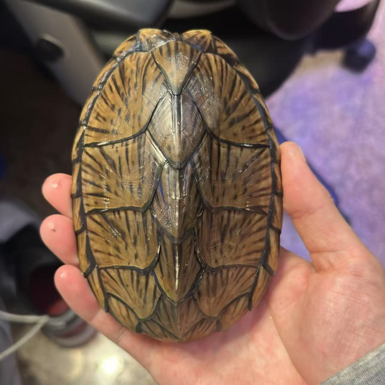 剃刀龟  种公  背甲长13+cm   290克