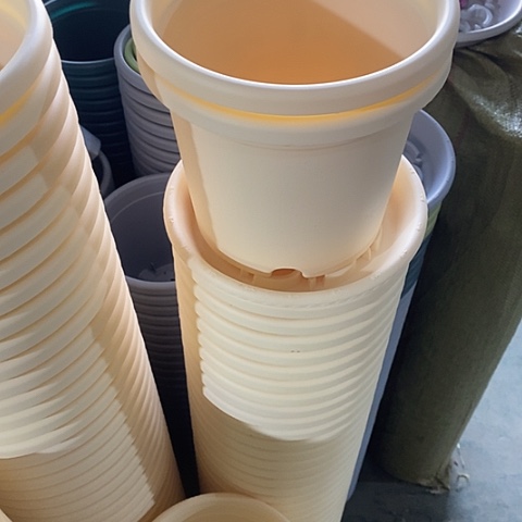 树脂四季2号6个带托米黄